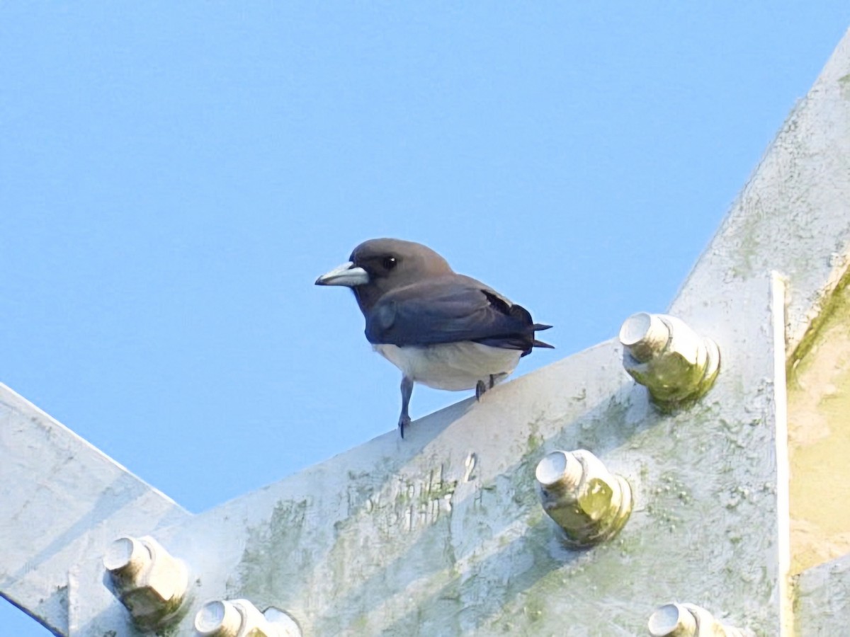 Ланграйн білогрудий - ML654953177