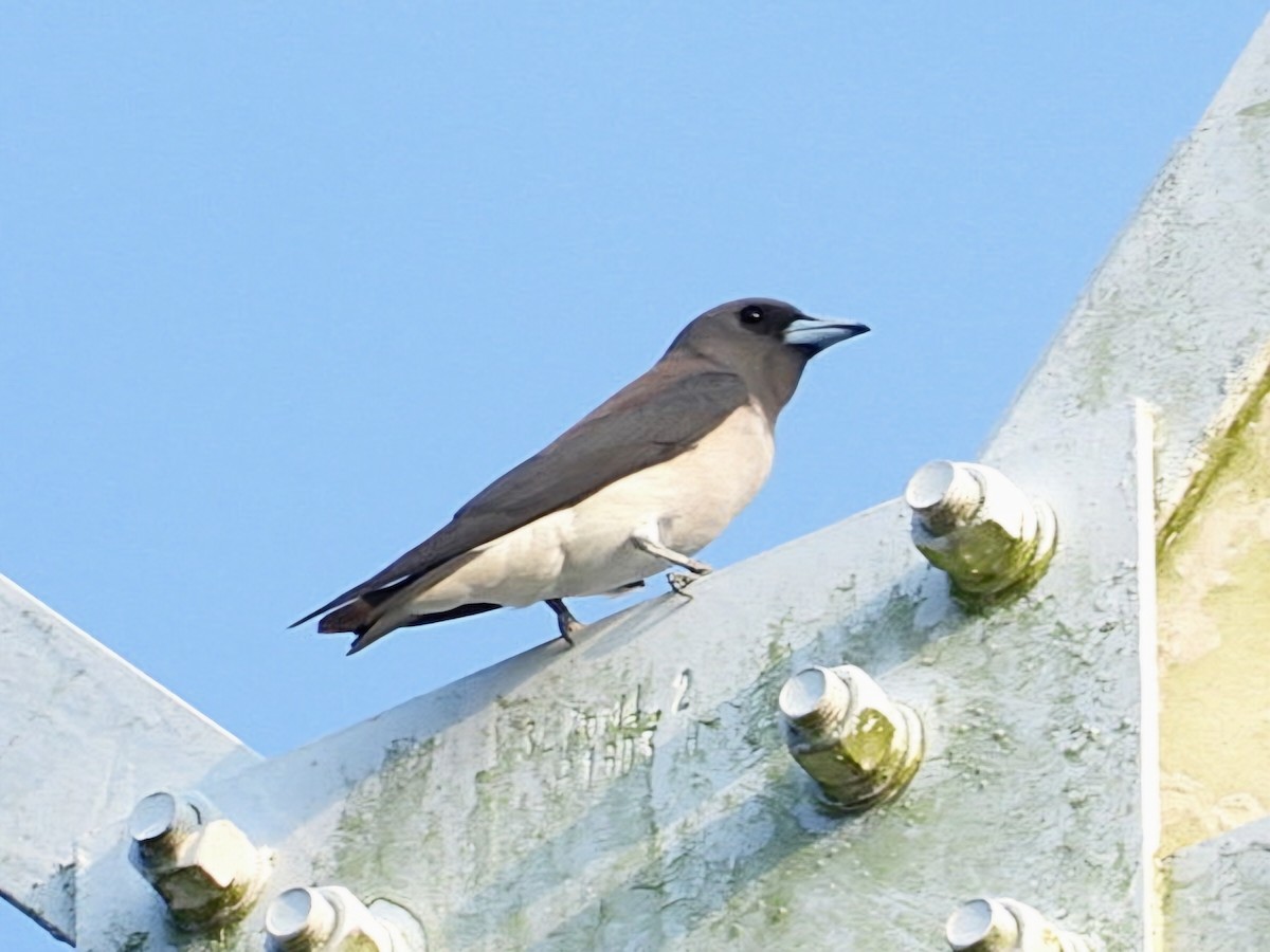 Ланграйн білогрудий - ML654953178