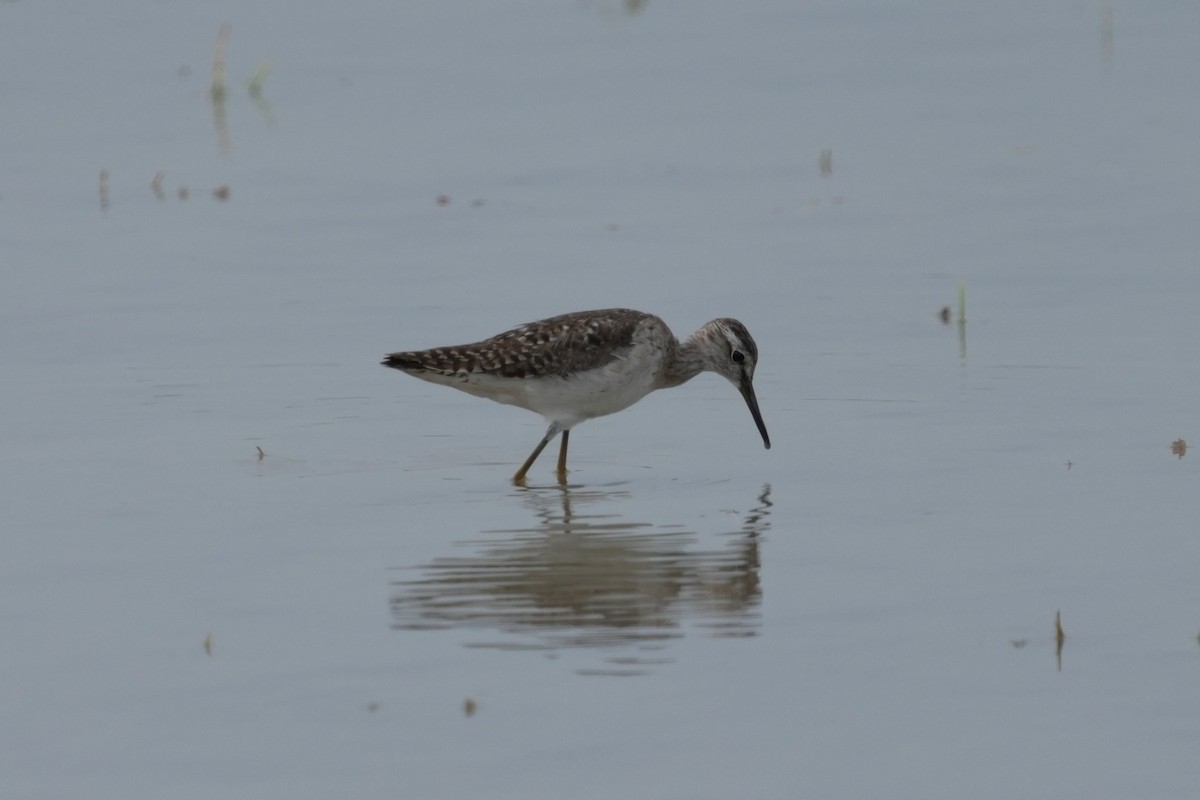 Коловодник болотяний - ML654953179