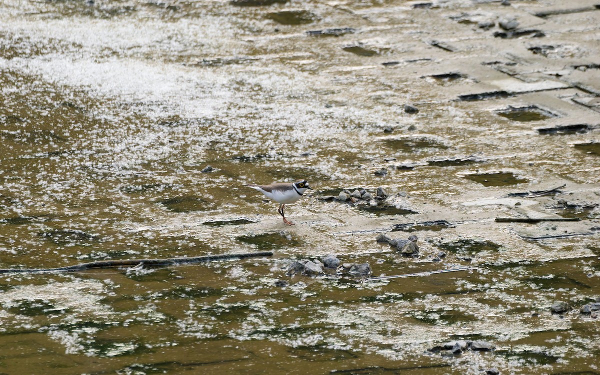 Пісочник малий - ML654953180