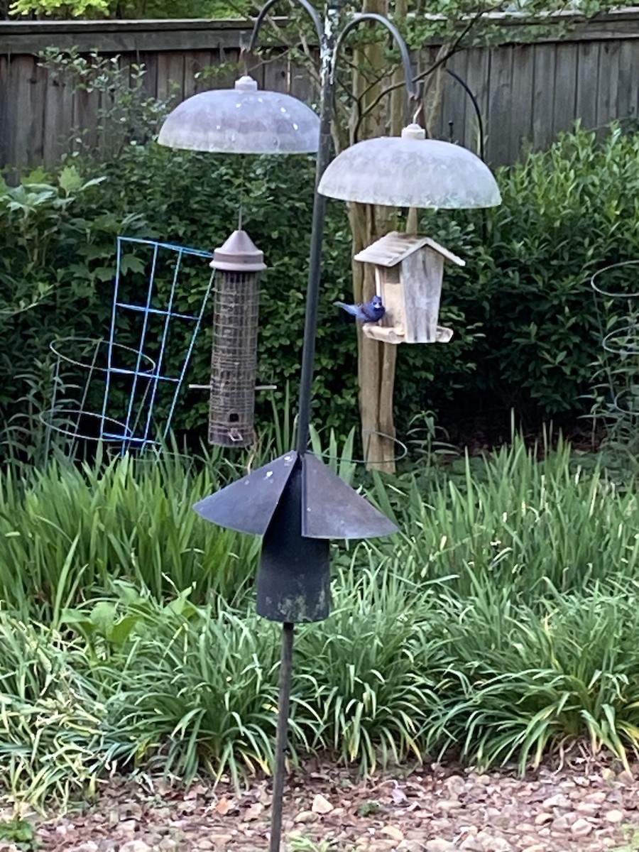 Indigo Bunting - ML654953391