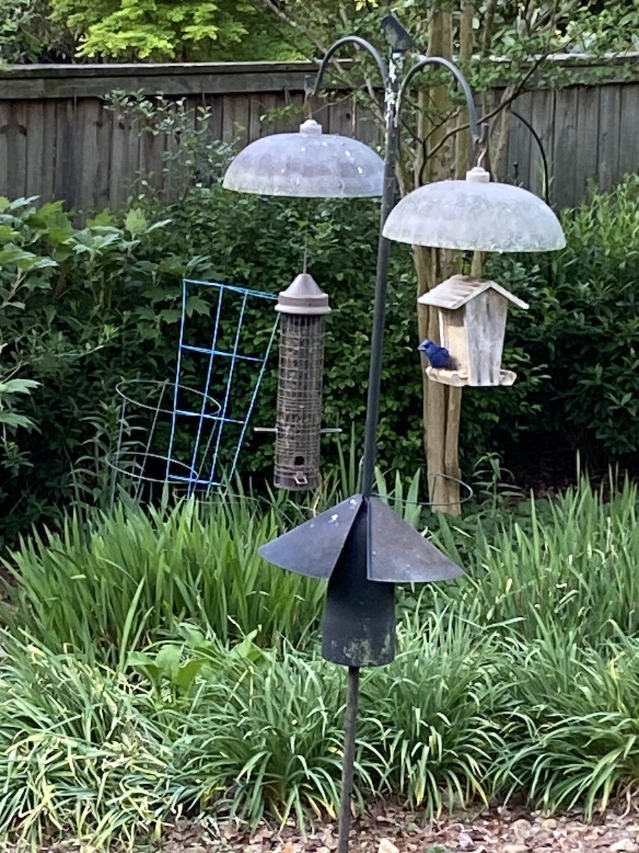Indigo Bunting - ML654953392