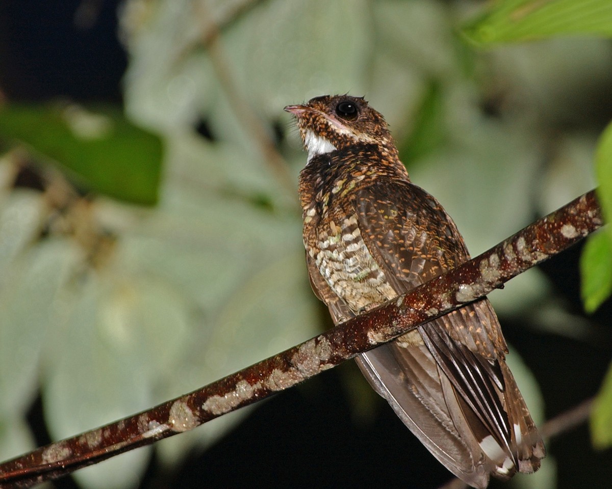 Bonaparte's Nightjar - ML654953696