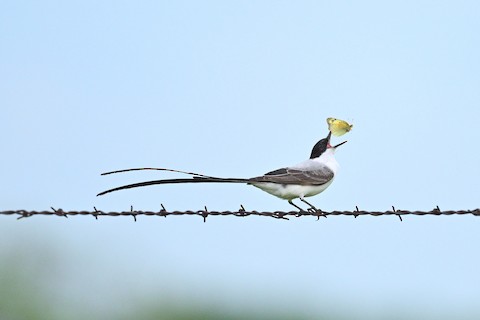 Fork-tailed Flycatcher - Tyrannus savana - メディア検索 - Macaulay