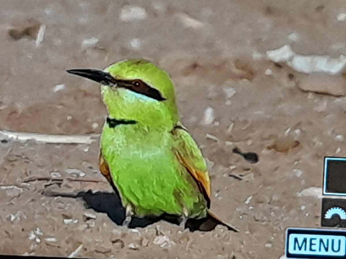 African Green Bee-eater - ML654954505