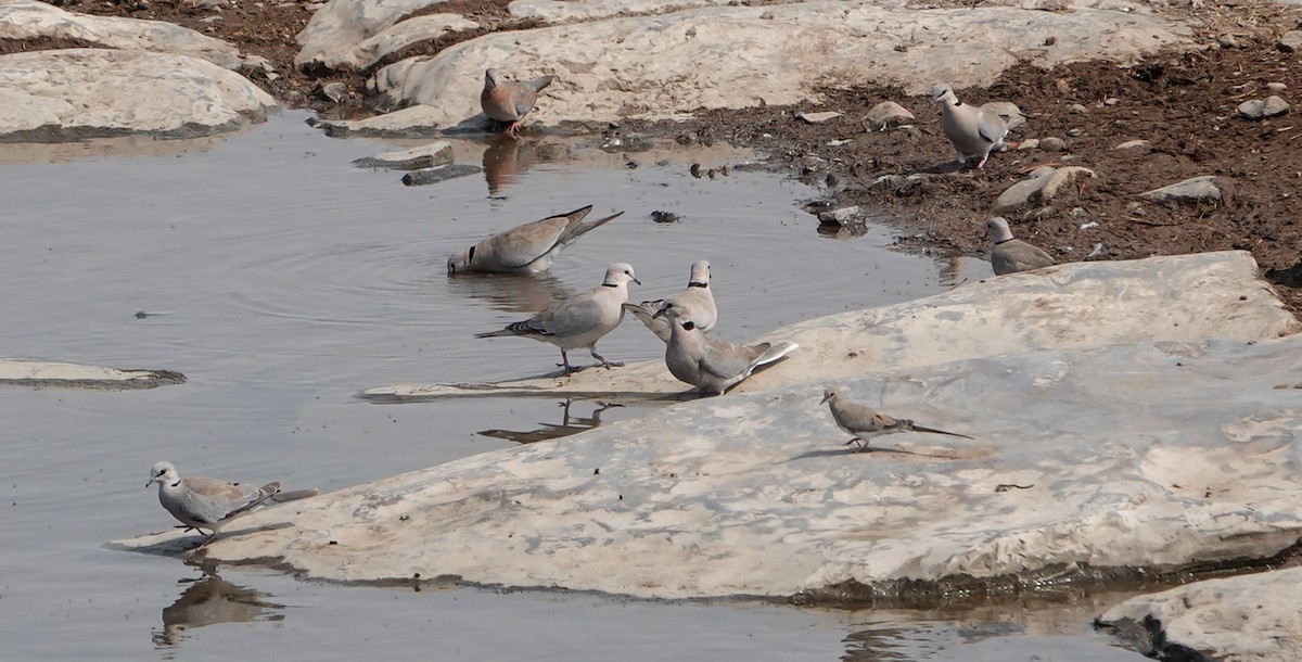 Ring-necked Dove - ML654954831