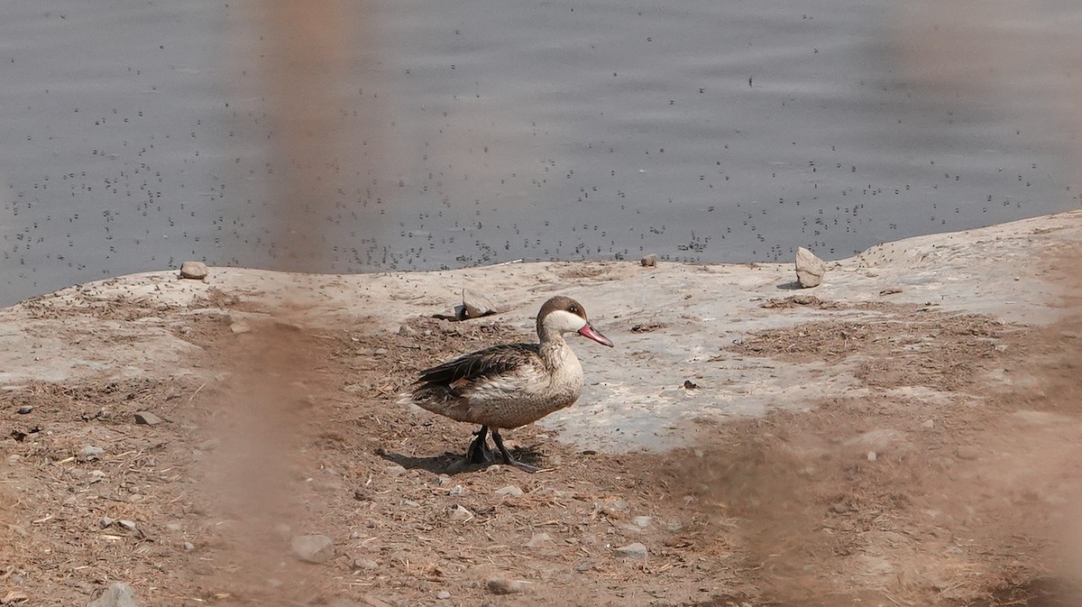 Red-billed Duck - ML654954933