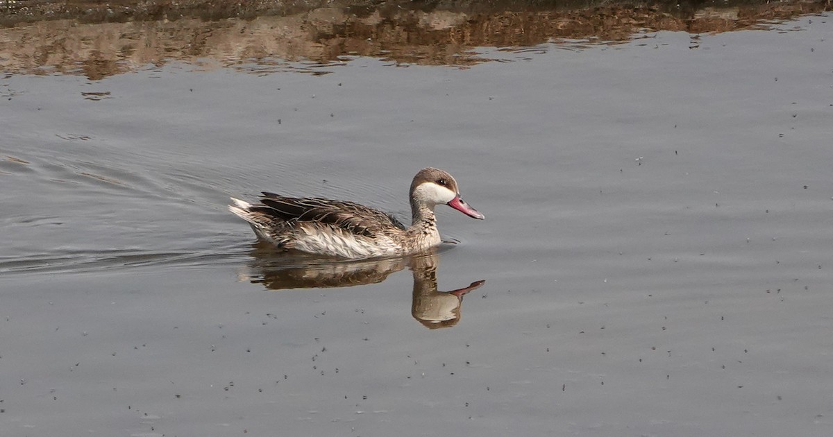 Red-billed Duck - ML654955005