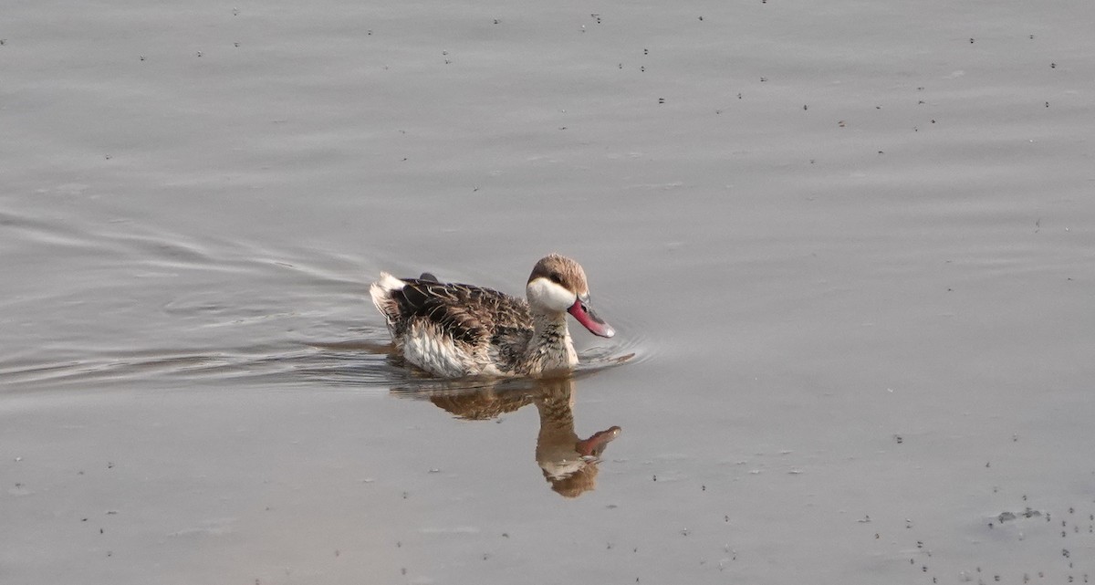 Red-billed Duck - ML654955095