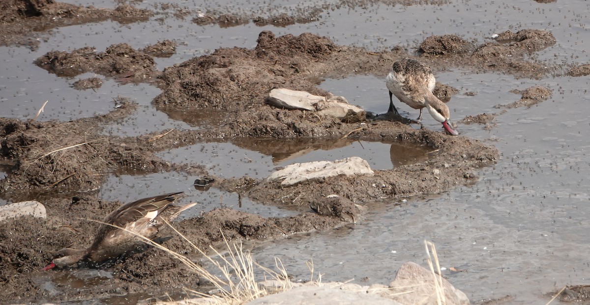 Red-billed Duck - ML654955157
