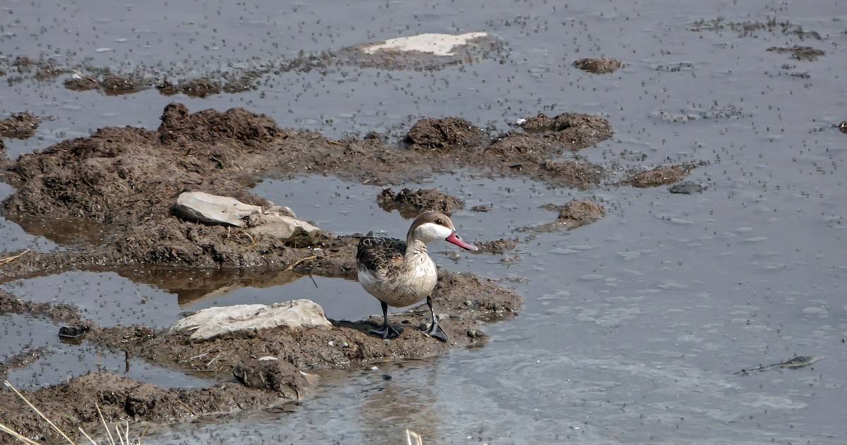 Red-billed Duck - ML654955200
