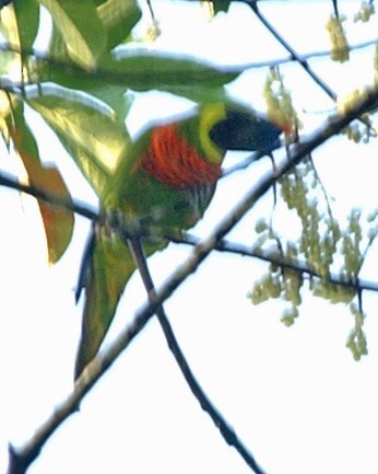Coconut Lorikeet - ML654955208