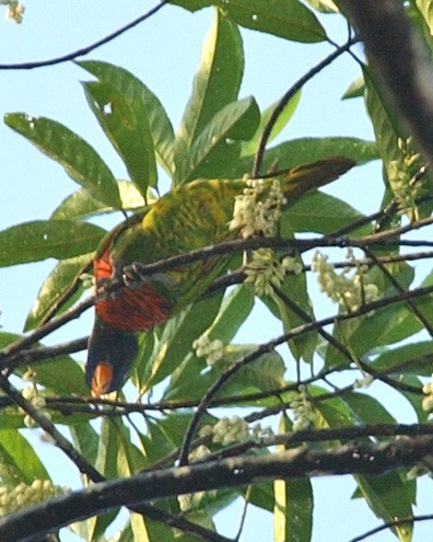 Coconut Lorikeet - ML654955209
