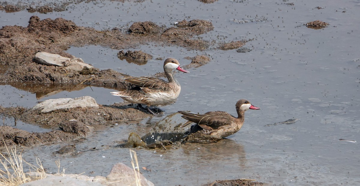 Red-billed Duck - ML654955210