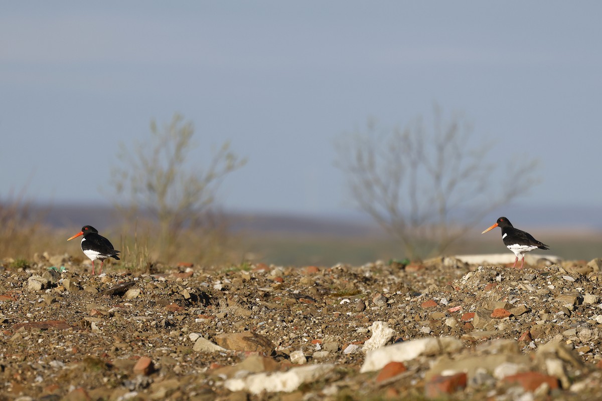 Poyrazkuşu (ostralegus/longipes) - ML654955211