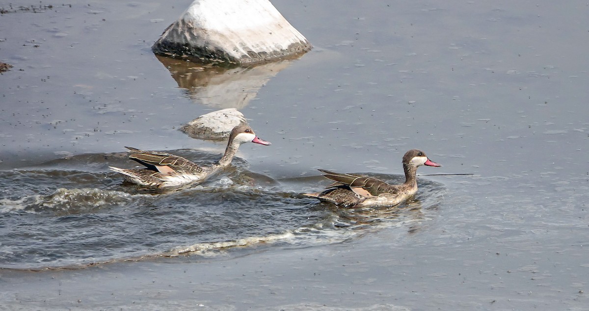 Red-billed Duck - ML654955215