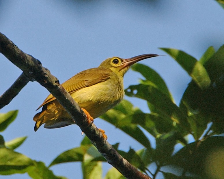 Spectacled Spiderhunter - ML654955398
