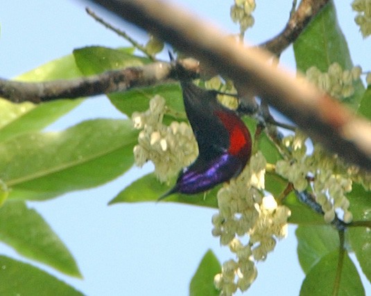 Red-throated Sunbird - ML654955547
