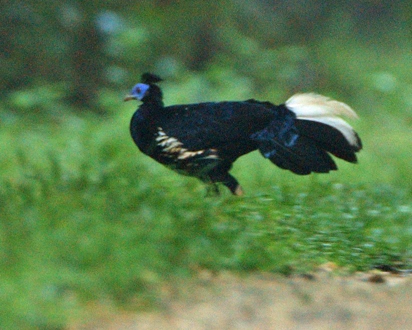 Malayan Crested Fireback - ML654955658