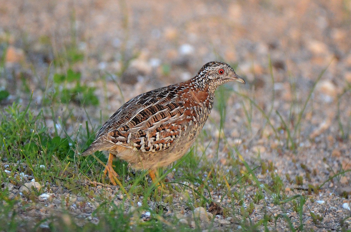 Painted Buttonquail - ML654955879
