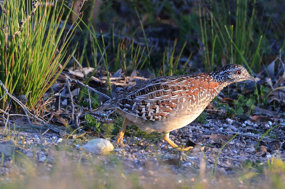 Painted Buttonquail - ML654955880