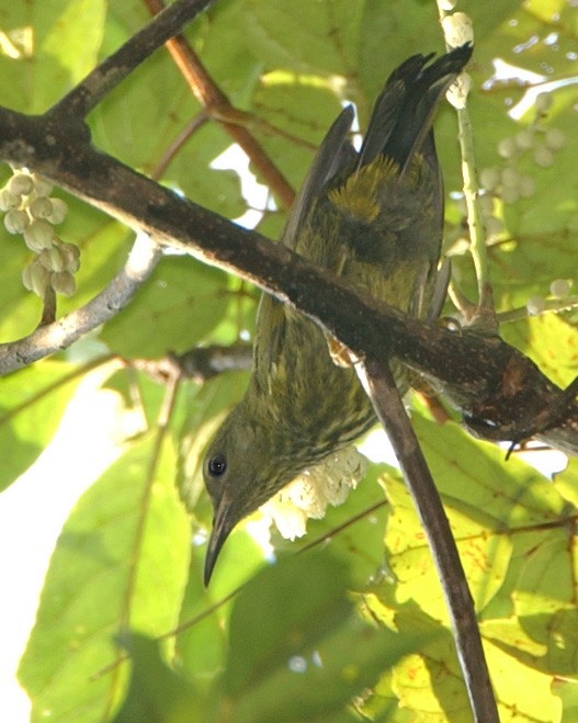 Purple-naped Spiderhunter - ML654955954