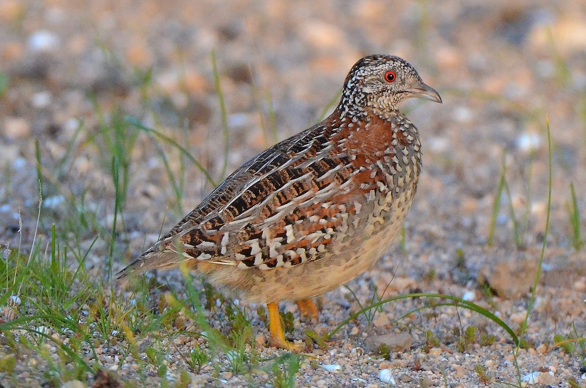 Painted Buttonquail - ML654956310