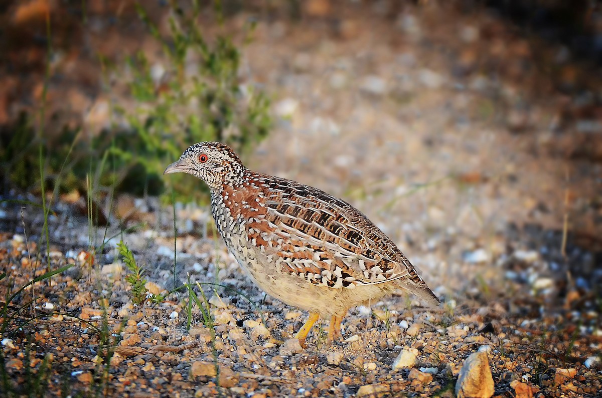 Painted Buttonquail - ML654956674