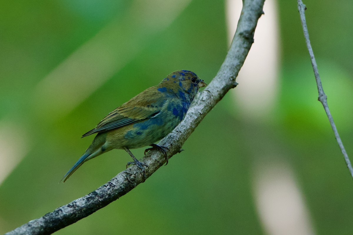 Indigo Bunting - ML654956794