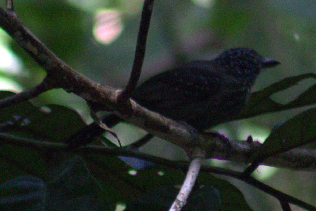 Black-hooded Antshrike - ML654957190