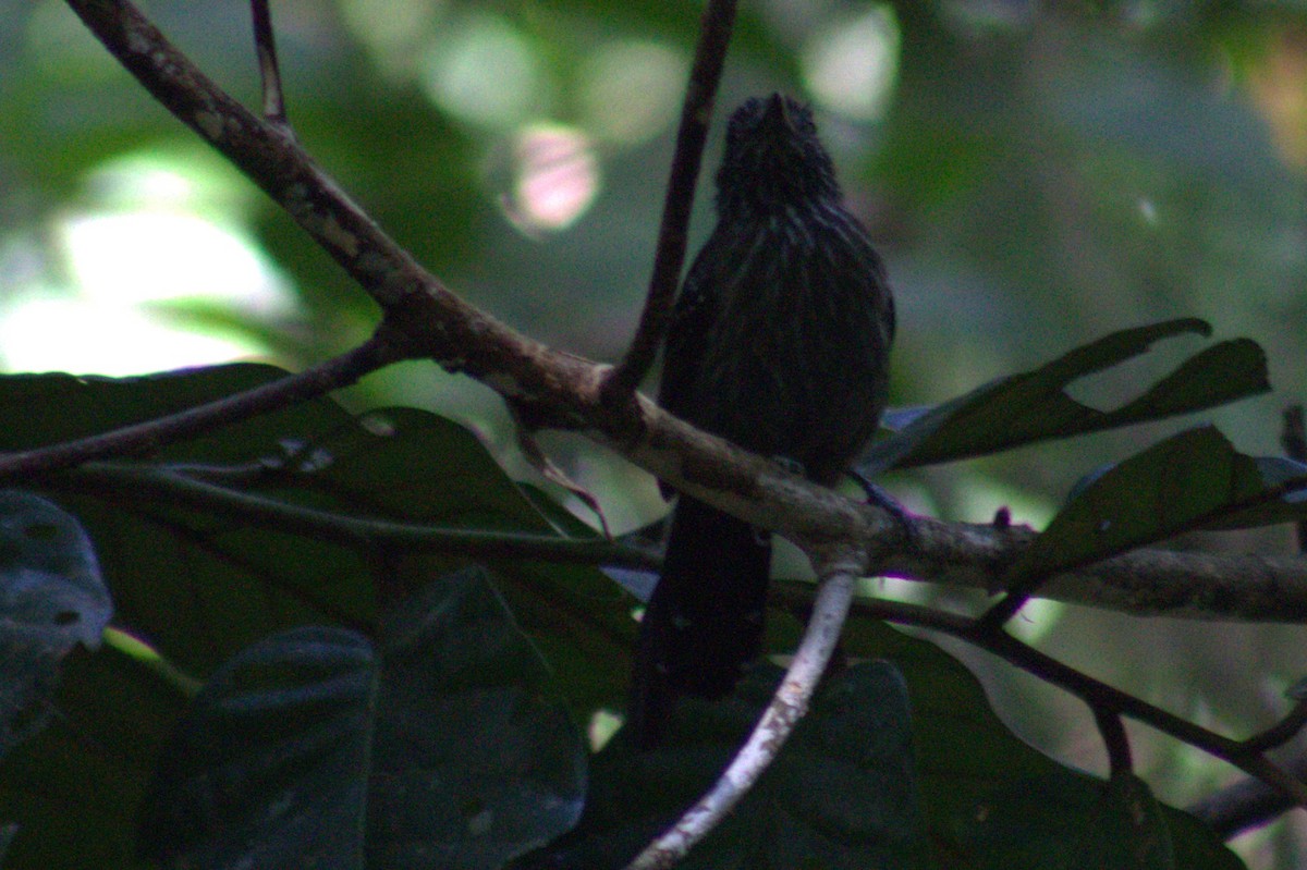 Black-hooded Antshrike - ML654957191