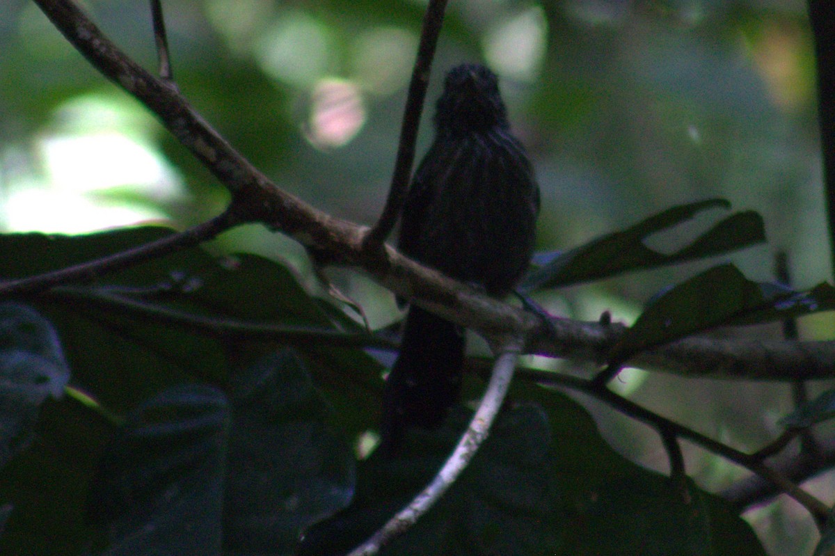 Black-hooded Antshrike - ML654957192