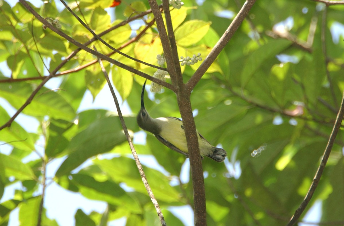 Little Spiderhunter - ML654957405