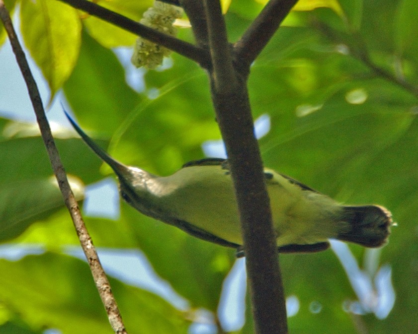 Little Spiderhunter - ML654957406