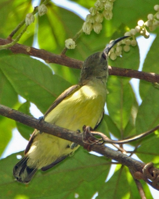 Little Spiderhunter - ML654957407