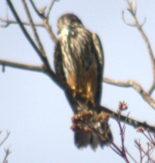 Merlin - ML654957518