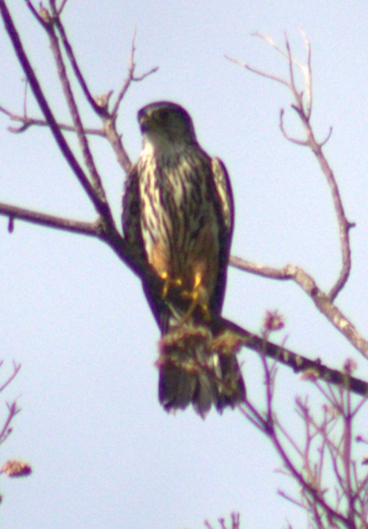 Merlin - ML654957519