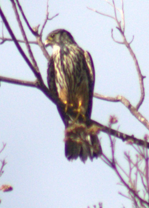 Merlin - ML654957520