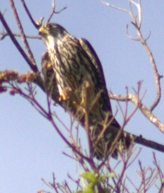 Merlin - ML654957521