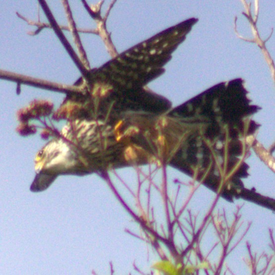 Merlin - ML654957522