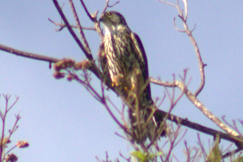 Merlin - ML654957523