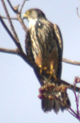 Merlin - ML654957524