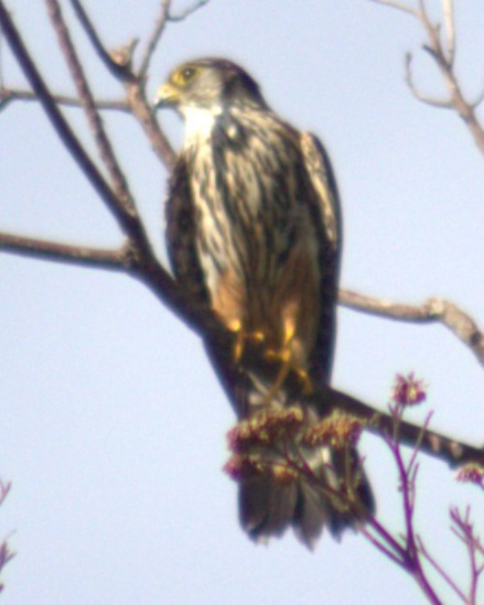Merlin - ML654957525