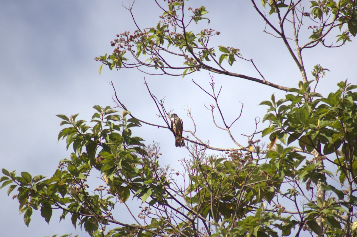 Merlin - ML654957526