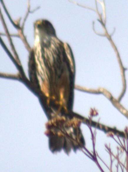 Merlin - ML654957530
