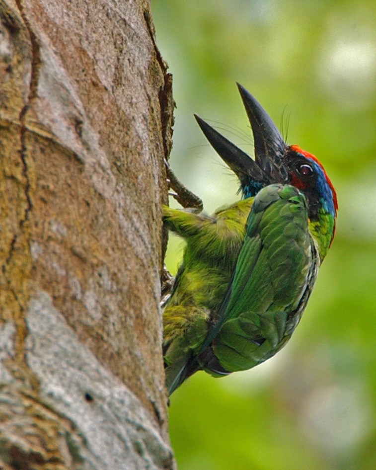 Red-crowned Barbet - ML654957658
