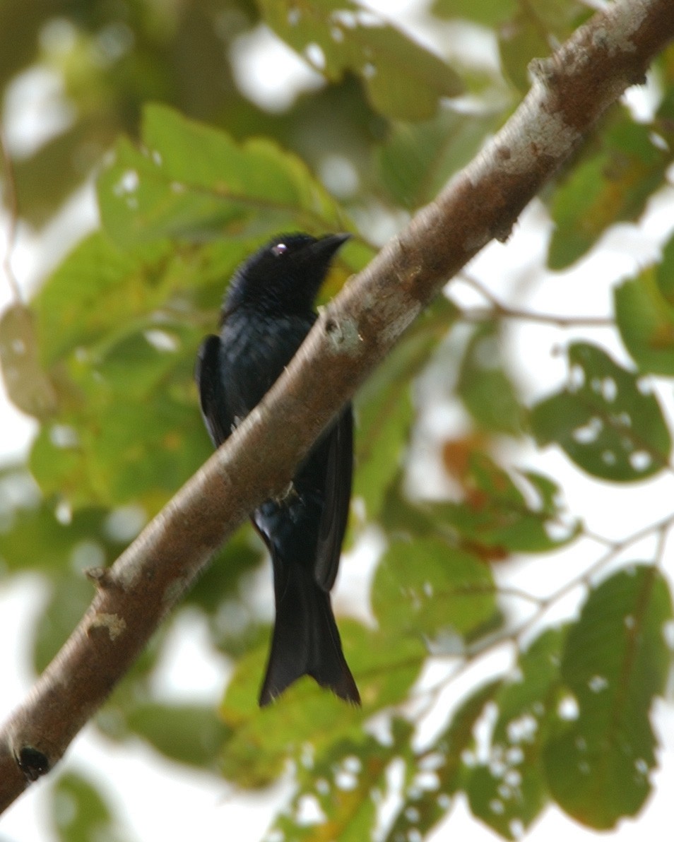 小卷尾 - ML654957812