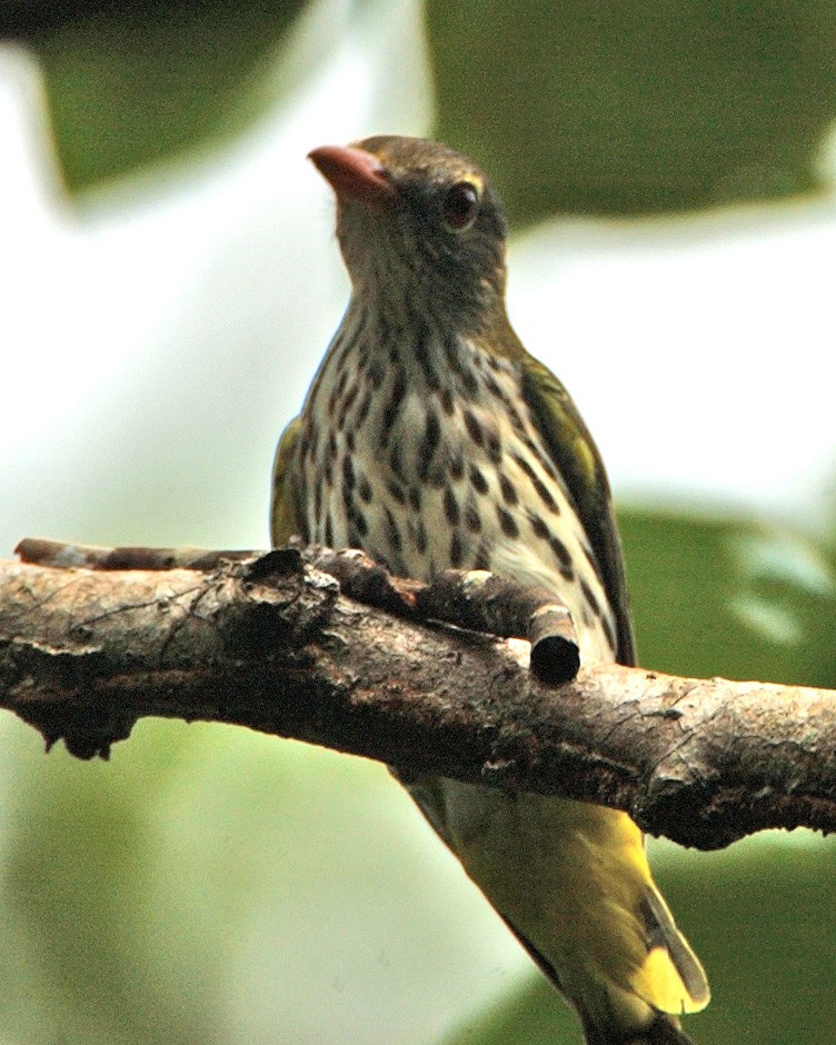 Dark-throated Oriole - ML654957955