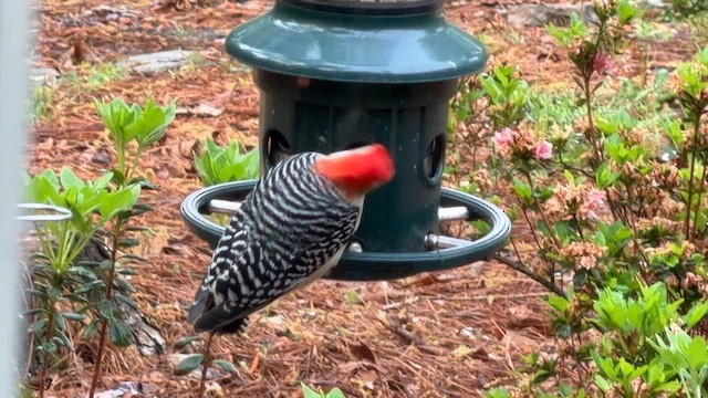 Red-bellied Woodpecker - ML654958267