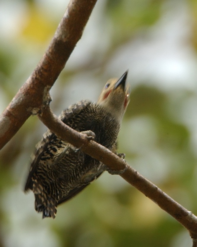 Buff-rumped Woodpecker - ML654958274